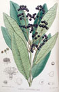 allspice pimento