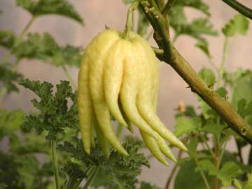buddhas hand citrus