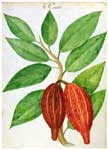 Cacao Pods