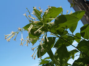cestrum-noct-web.jpg