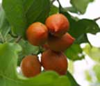 Guarana Fruit