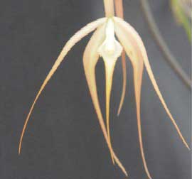 Orchid