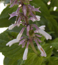 Salvia divinorum flowers