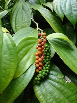 black pepper plant