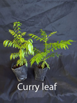 curry leaf