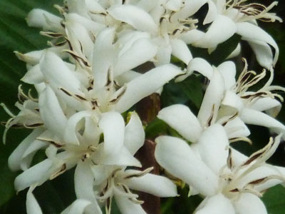 coffee flowers