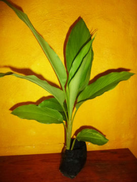 turmeric plant