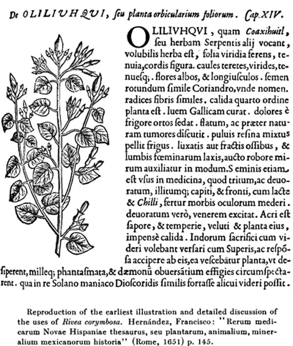 Schultes - Rivea corymbosa - The Narcotic Ololiuqui of the Aztecs