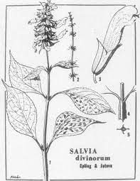 Salvia divinorum