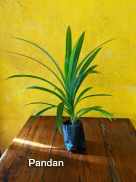 pandan