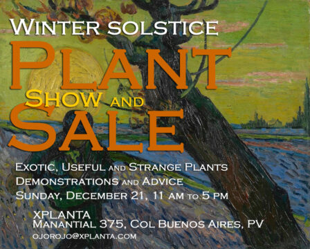 solstice plant sale