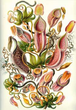 Nepenthes
