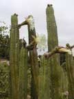 San Pedro Cacti with flowers