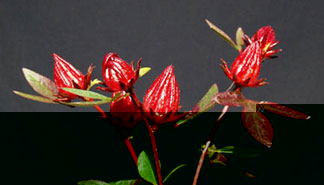 HIBISCUS SABDARIFFA, Jamaica flowers