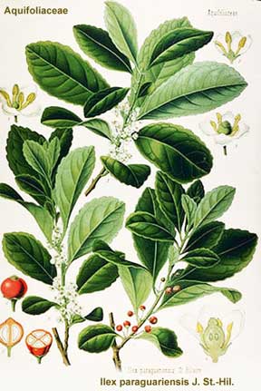 Yerba Mate plant